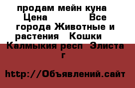 продам мейн куна › Цена ­ 15 000 - Все города Животные и растения » Кошки   . Калмыкия респ.,Элиста г.